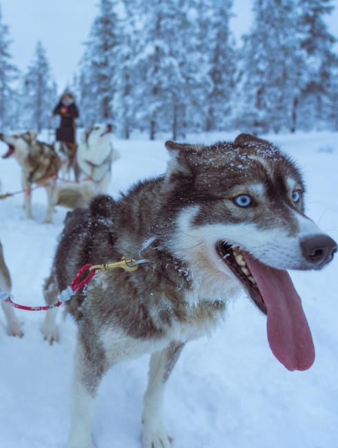 balade traineau playlist montagne ANCV