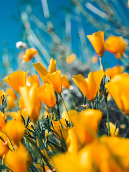 Des fleurs en pagaille