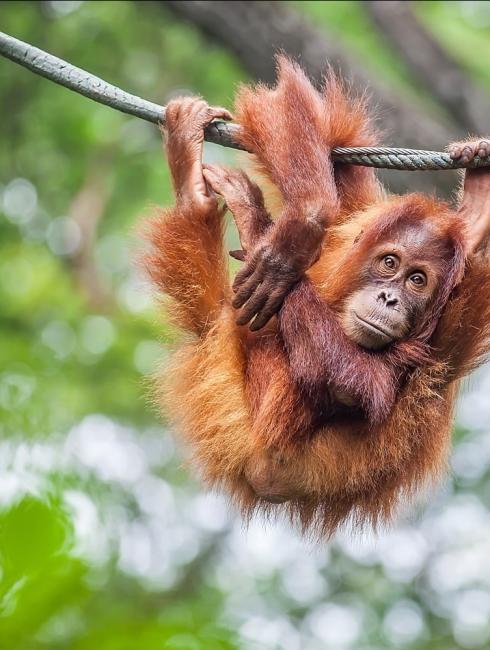 ile aux singes zoo de jurques