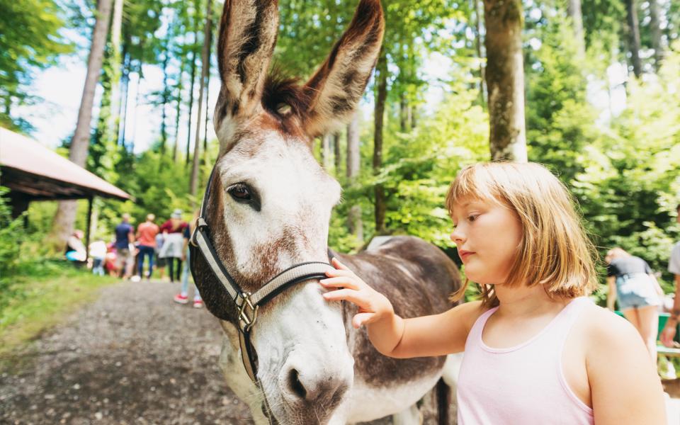 ane de bat en ardèche