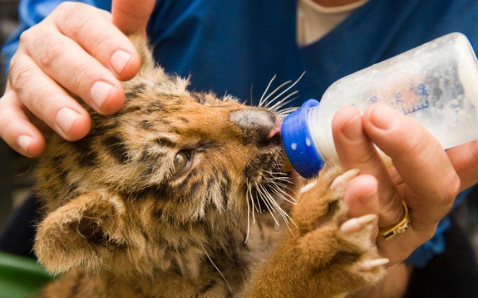 Zoo Doue la Fontaine ANCV