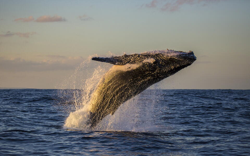 Nage baleine à La Réunion