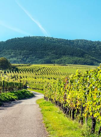 route des vins alsace