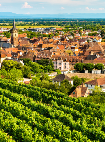 route des vins alsace obernai