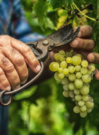 gyropode vignes vacances insolites octobre