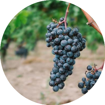 Le vignoble de Saint-Emilion 